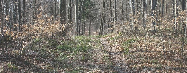 Einer der Wege zur Barenburg