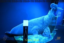 Seelefant-Modell vor einer blauen Meereskulisse. (Bild: Stefan Siedler)
