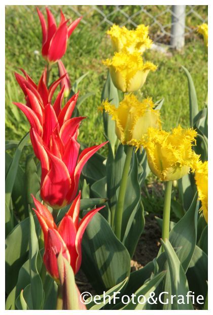 Samen-Fetzer Tulpenfeld