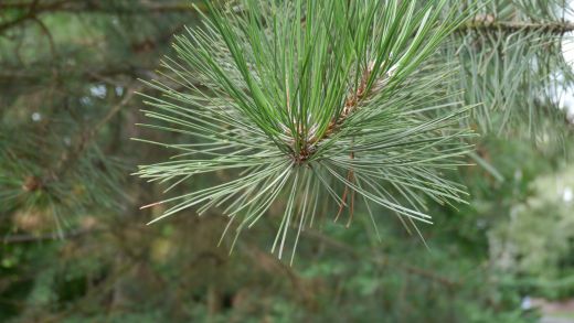 ein Nadelbaum