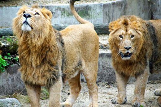 Shapur und Kajal, die asiatischen Löwen, sind neu in der Wilhelma.